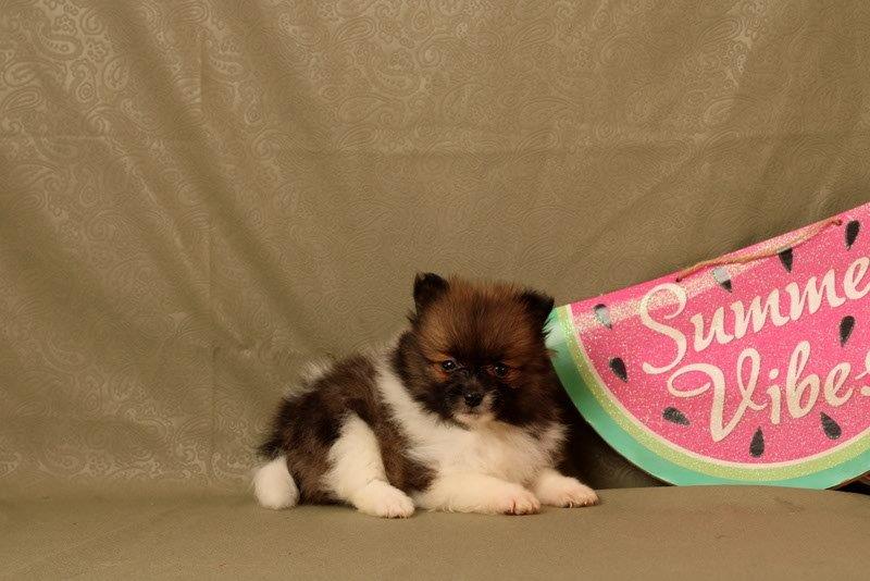 puppy, for, sale, Pomeranian, Matthew B. Stoltzfus, dog, breeder, Gap, PA, dog-breeder, puppy-for-sale, forsale, nearby, find, puppyfind, locator, puppylocator, aca